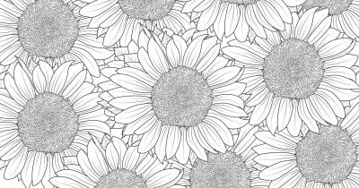 feature sunflower coloring page