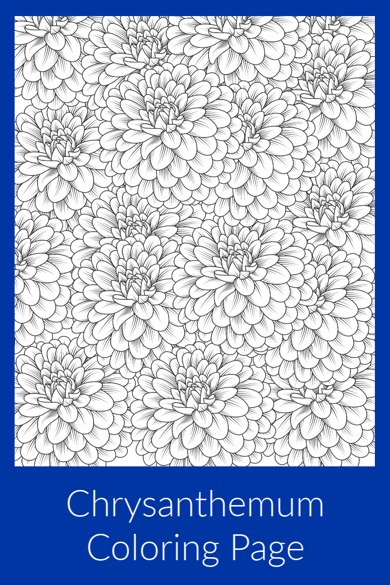 Chrysanthemum Coloring Page for Adults and Kids #Chrysanthemum #Mums #FreePrintable #FlowerColoringPage #FloralColoringPage