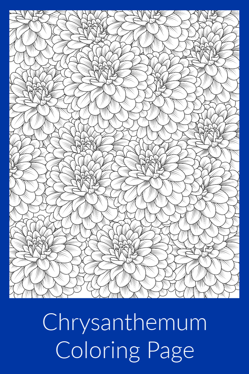 Download Chrysanthemum Coloring Page for Adults and Kids | Mama Likes This