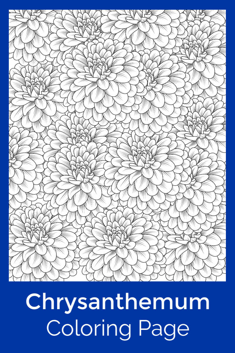 Chrysanthemum Coloring Page for Adults and Kids #Chrysanthemum #Mums #FreePrintable #FlowerColoringPage #FloralColoringPage