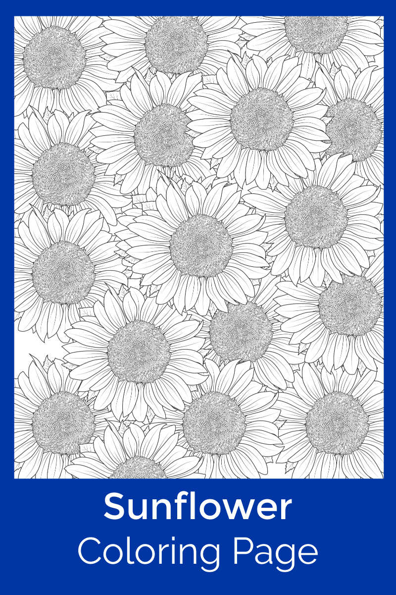 Free Printable Sunflower Coloring Page #FreePrintable #Sunflowers #Sunflower #FlowerColoringPage