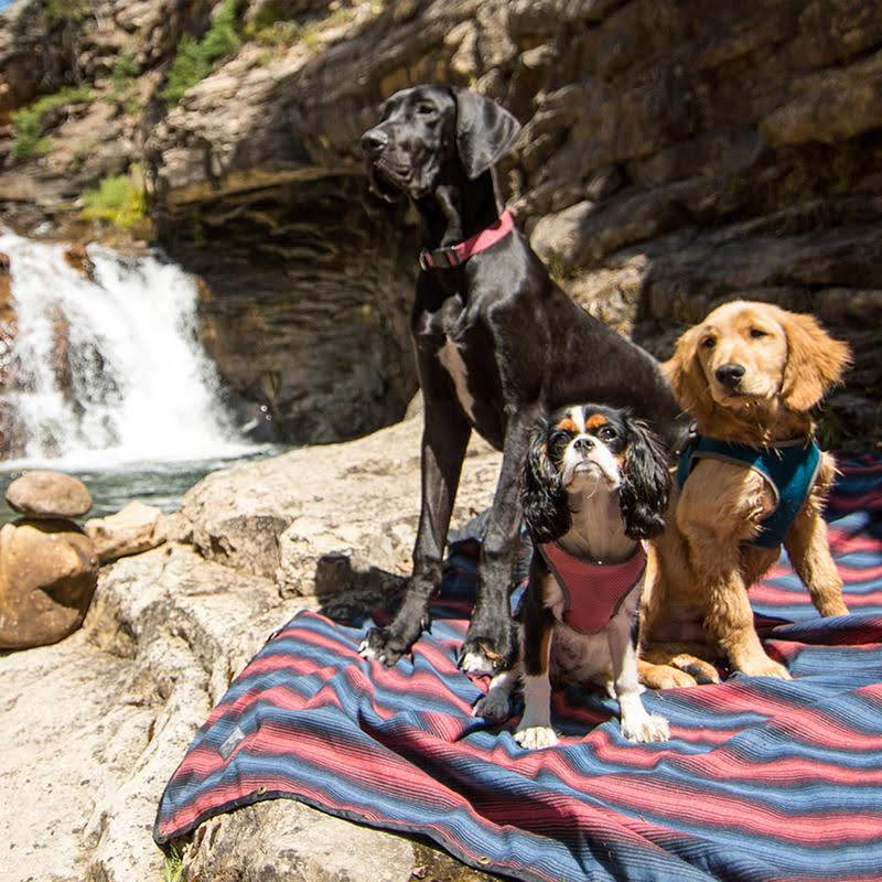 dogs on coalatree blanket