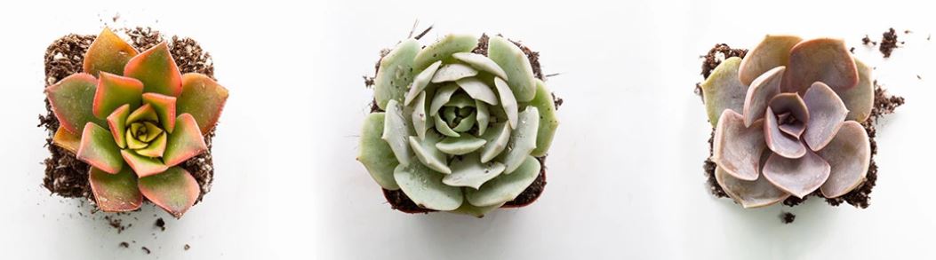 three succulent plants