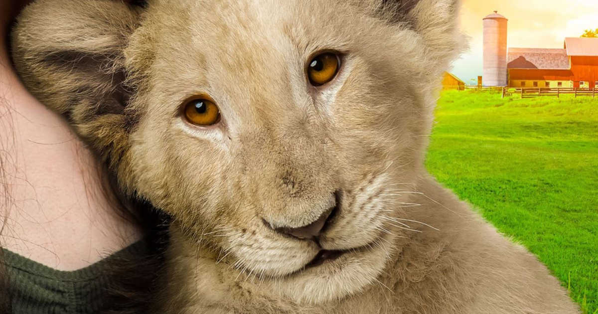 lion named snowball