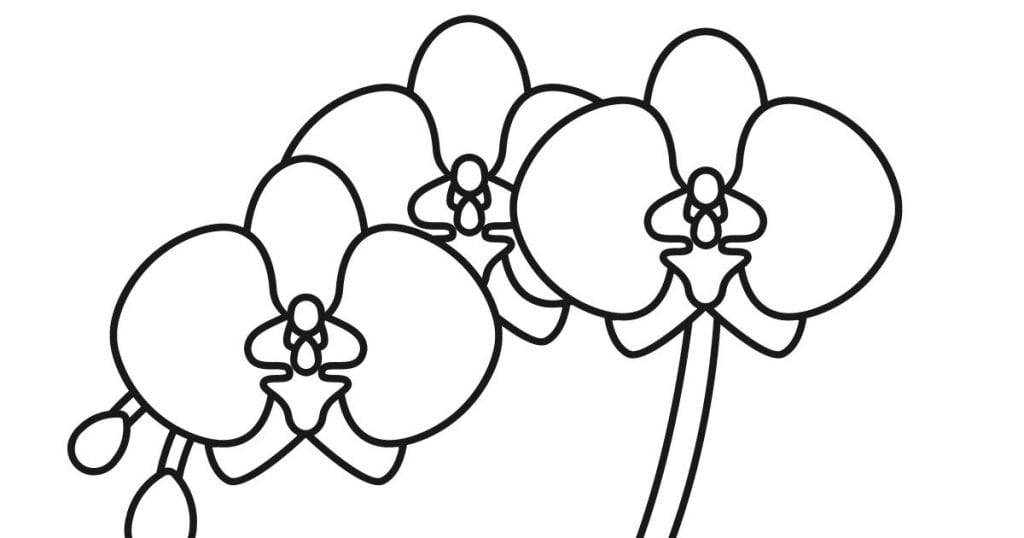 Free Printable Orchid Coloring Page Mama Likes This