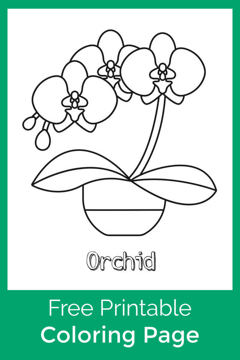 Growing beautiful orchids takes skill, but this pretty printable orchid coloring page is an  easy way for kids to make their own flower decor.