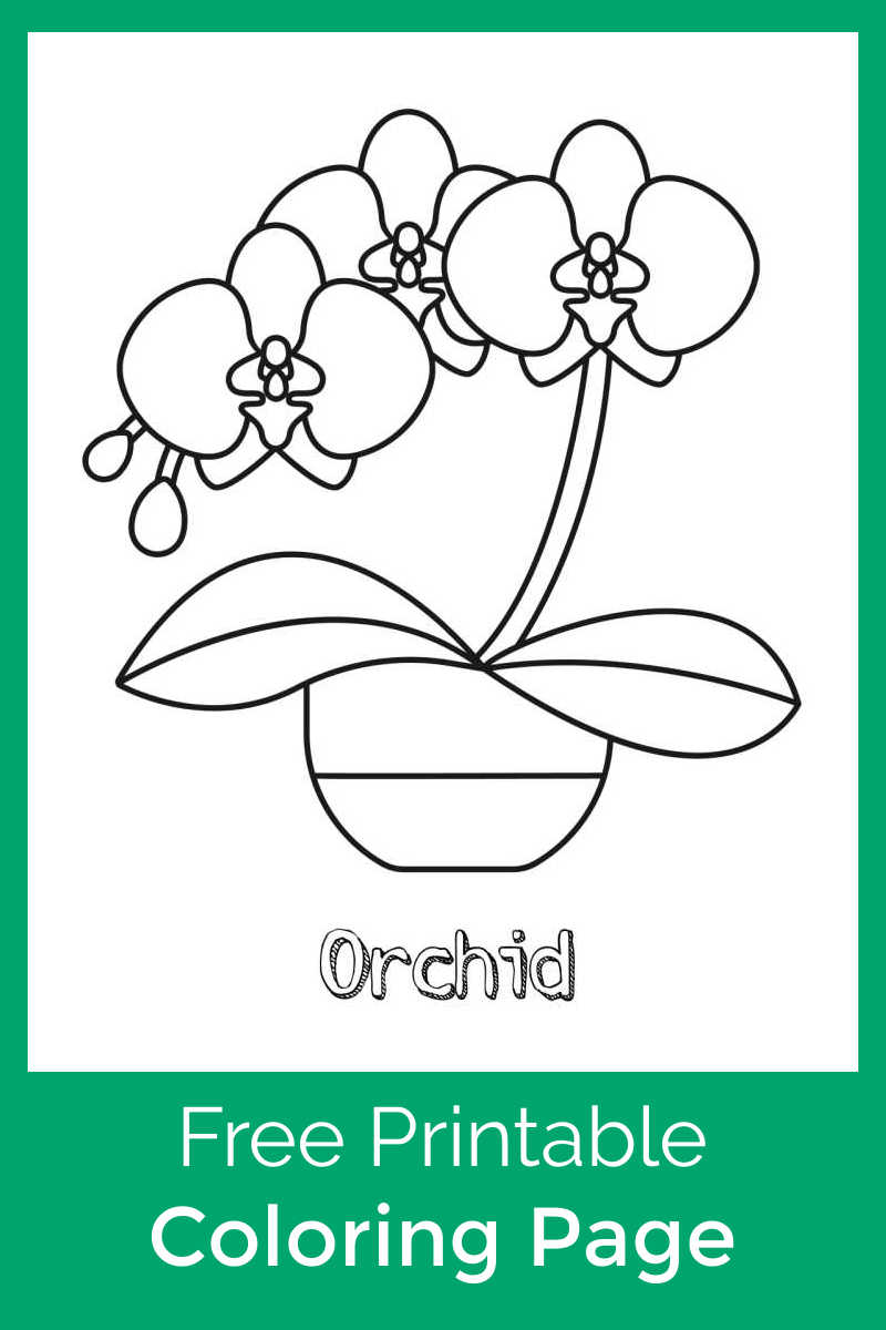 free printable orchid coloring page mama likes this