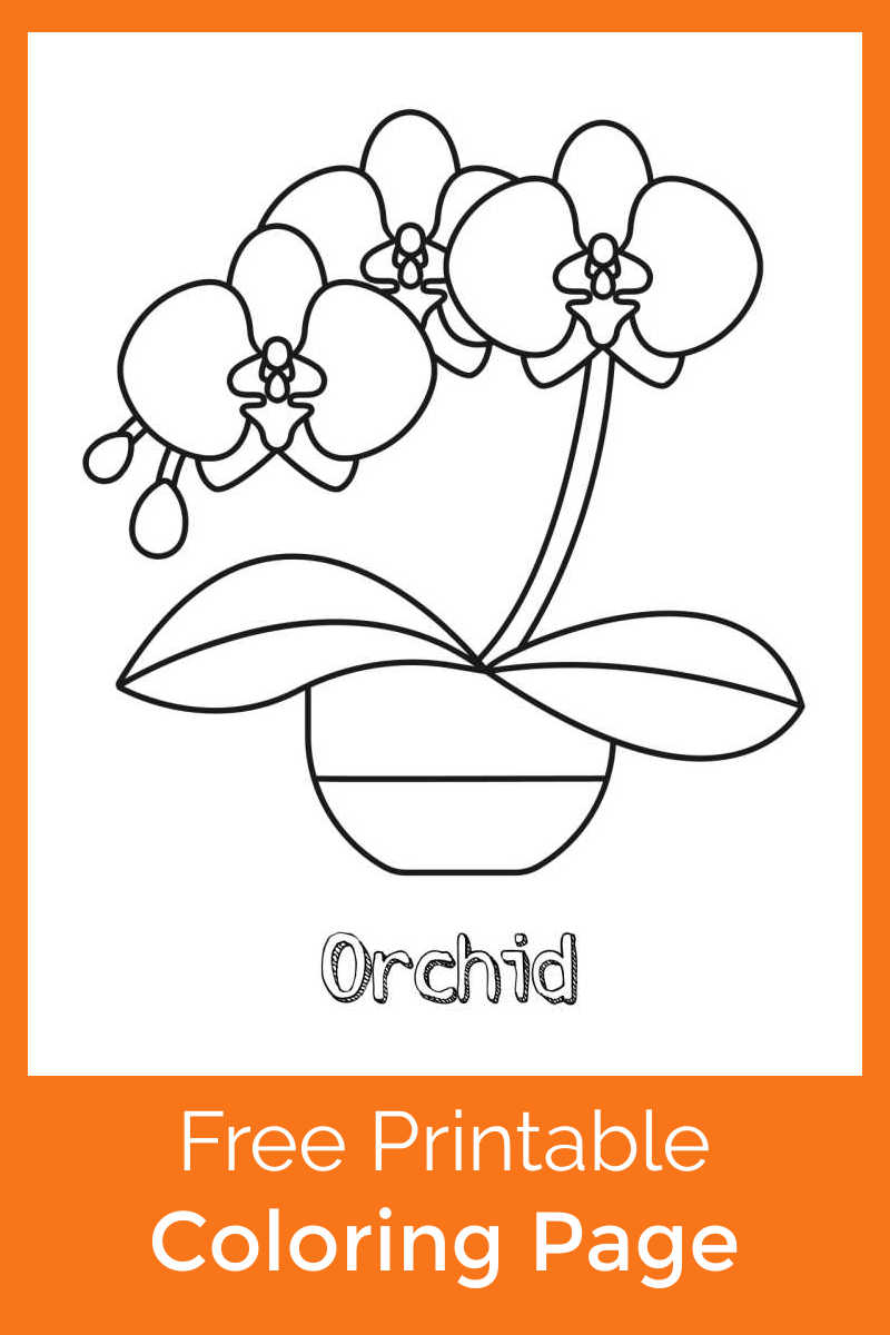 Growing beautiful orchids takes skill, but this pretty printable orchid coloring page is an  easy way for kids to make their own flower decor.