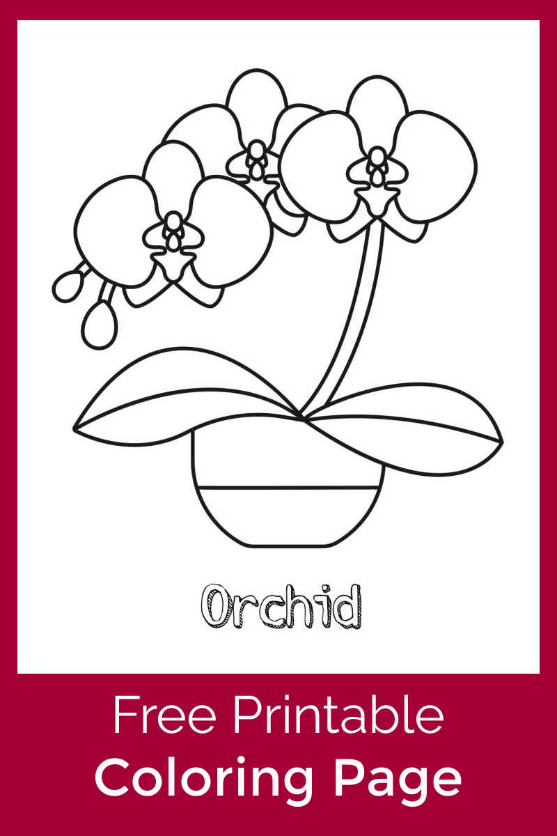 Growing beautiful orchids takes skill, but this pretty printable orchid coloring page is an  easy way for kids to make their own flower decor.