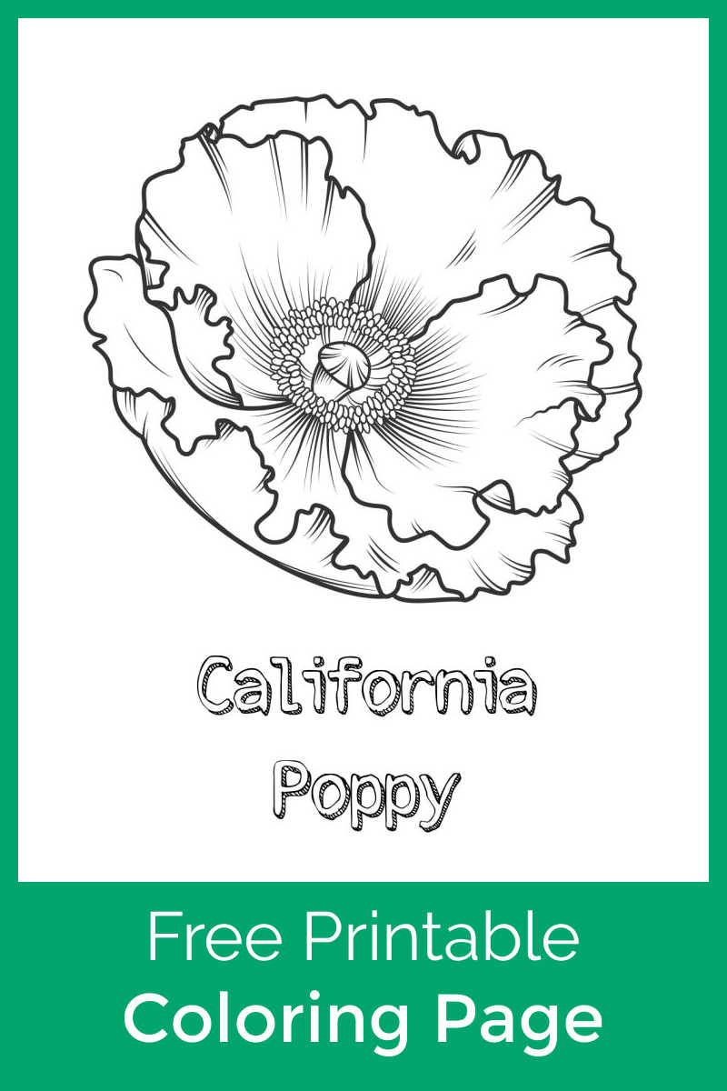 Download this California poppy coloring page, so that your child can color this beautiful flower that appears in the Spring and Summer.