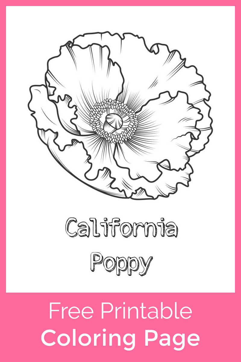 Download this California poppy coloring page, so that your child can color this beautiful flower that appears in the Spring and Summer.