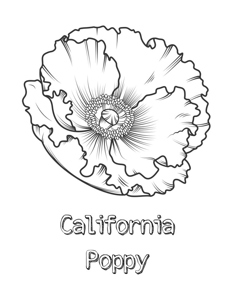printable california poppy coloring page