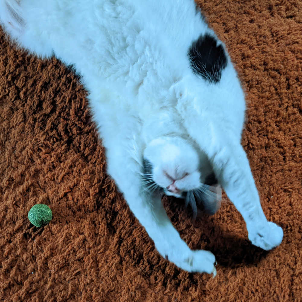 tuxedo cat on catnip.