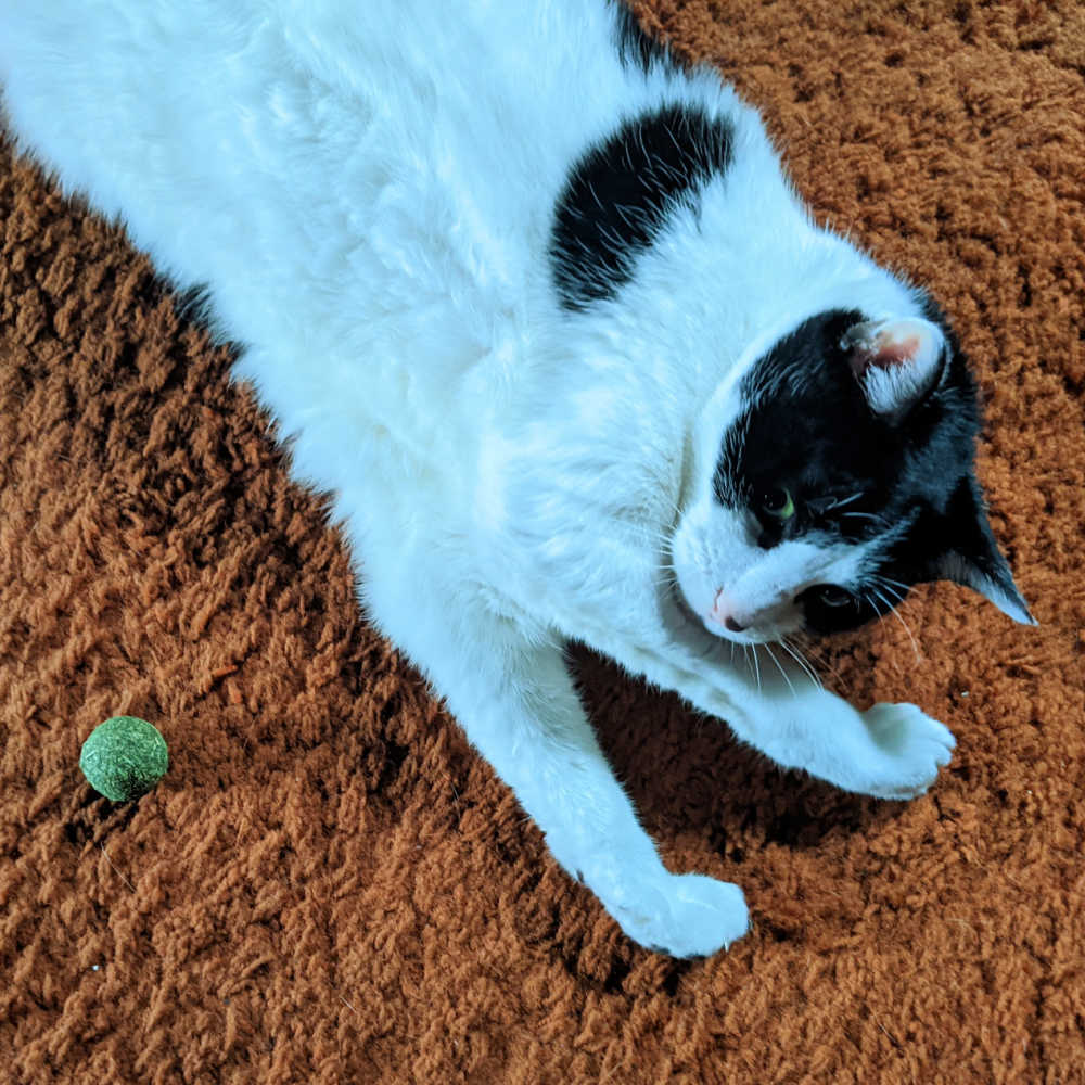 big tuxedo cat with catnip ball toy.