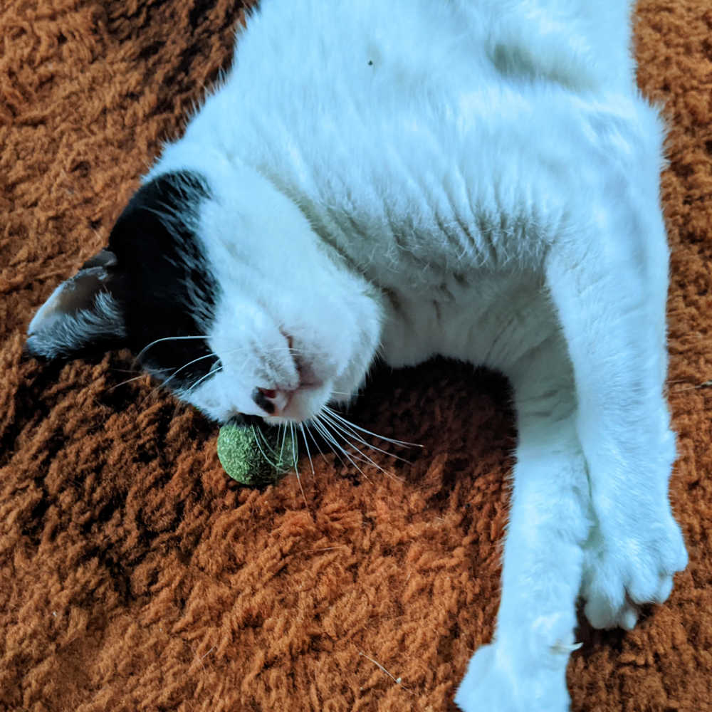 contented tuxedo cat with catnip toy ball.