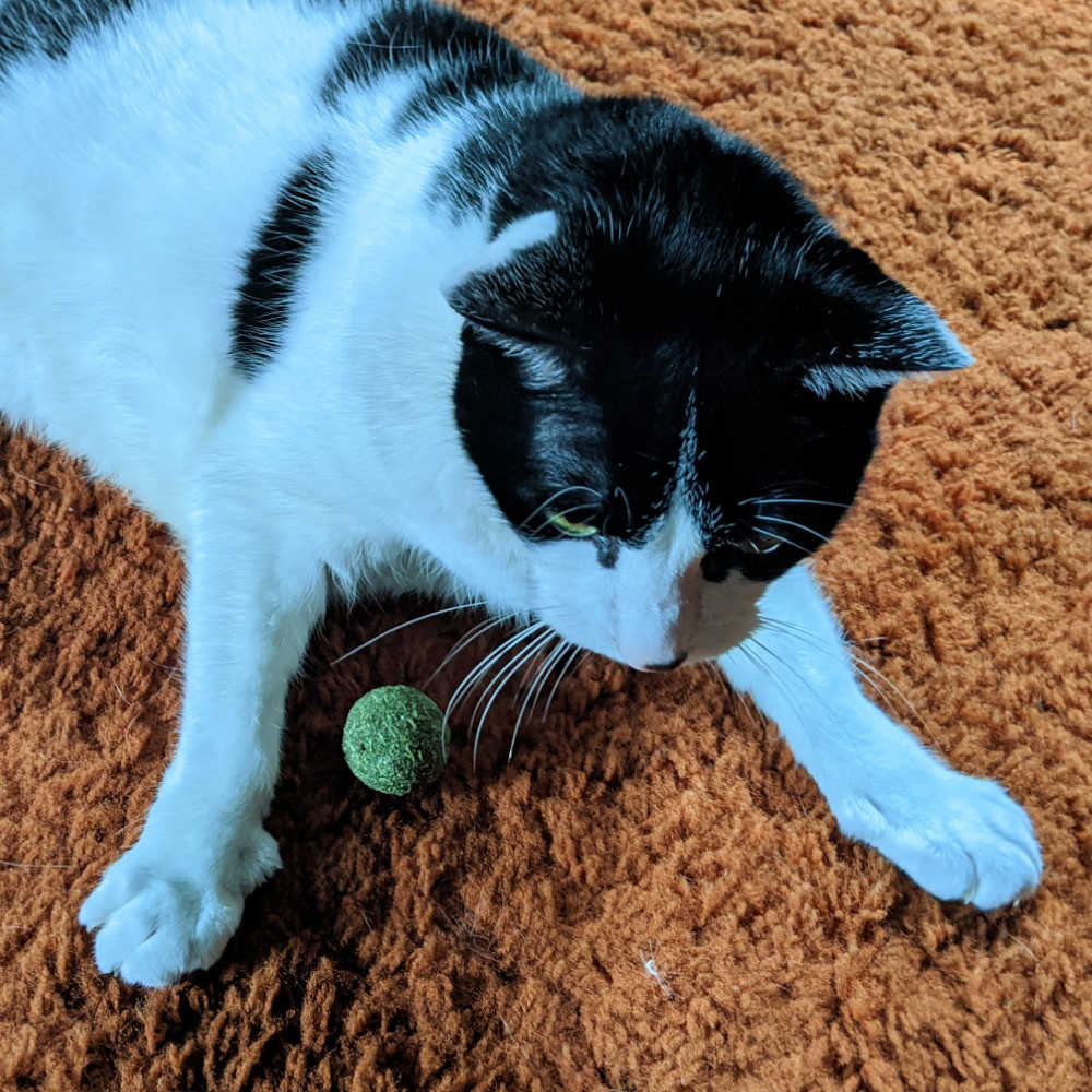 big tuxedo cat with catnip ball toy.