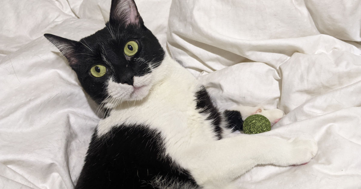 small tuxedo cat with catnip ball.