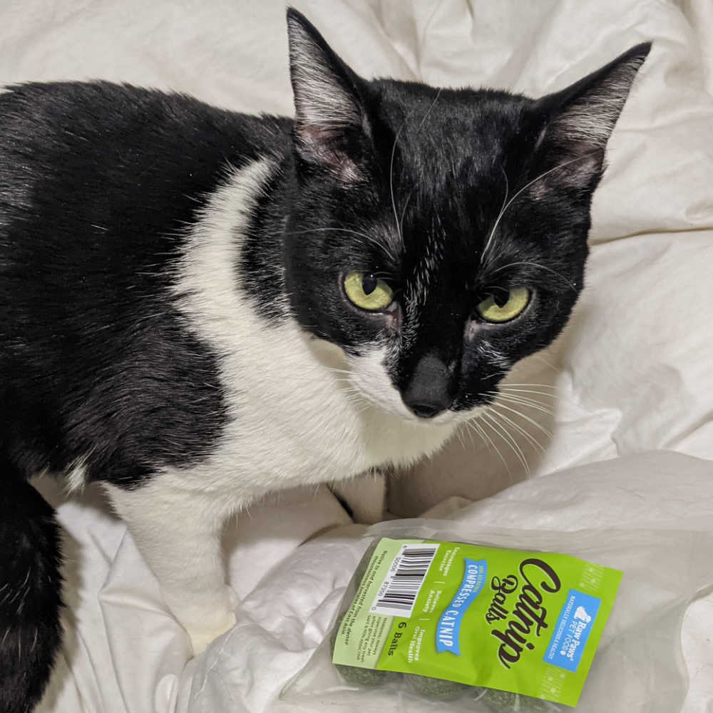 tuxedo cat with package of raw paws catnip balls.