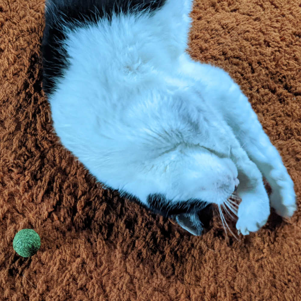 tuxedo cat with catnip toy.