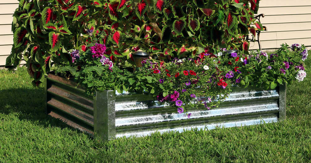 backyard galvanized garden bed.