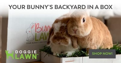 backyard in a box bunny care 101