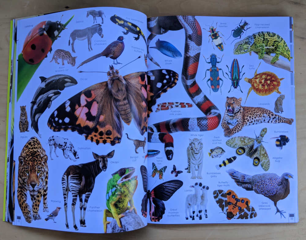 butterflies snakes insects animal pictures in book.