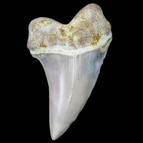 Carcharodon planus Shark Tooth Fossil from Bakersfield