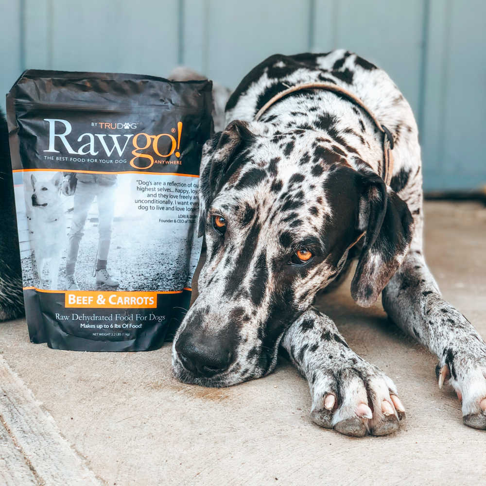 black and white dog with raw food