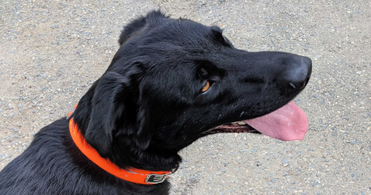 black lab mix dog with tongue out