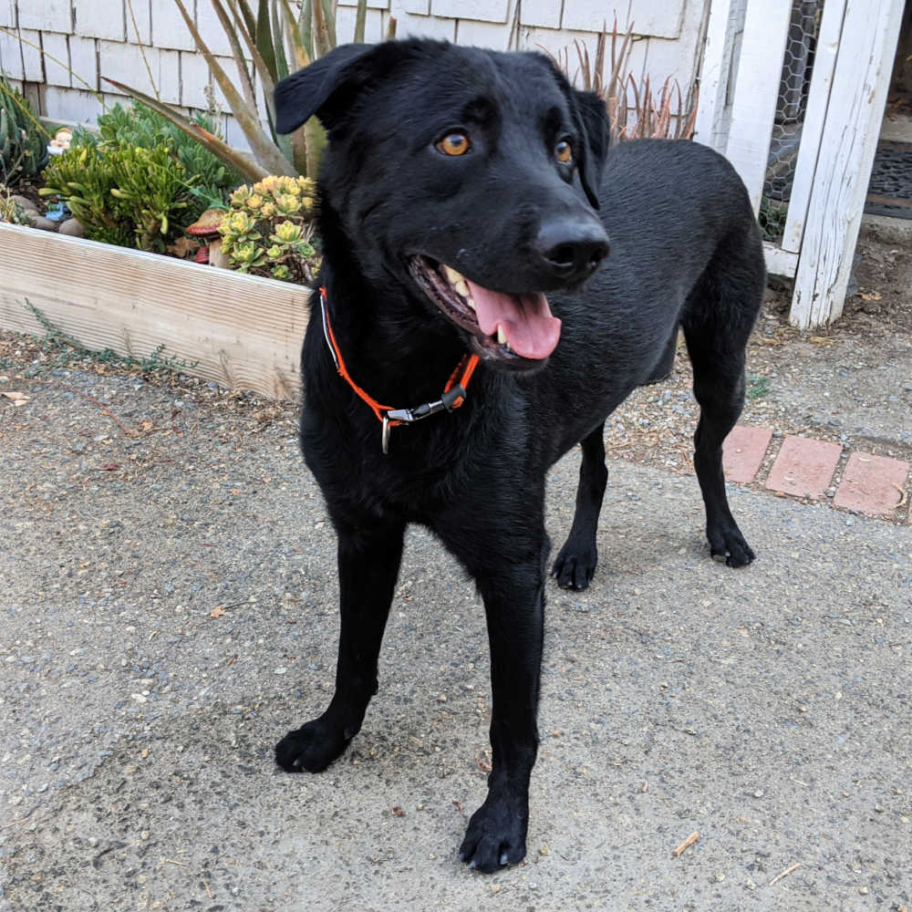 black lab mix dog