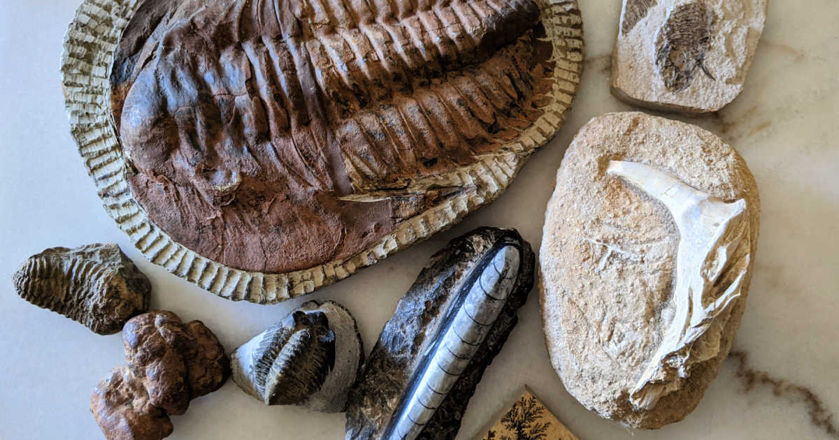 collection of fossils