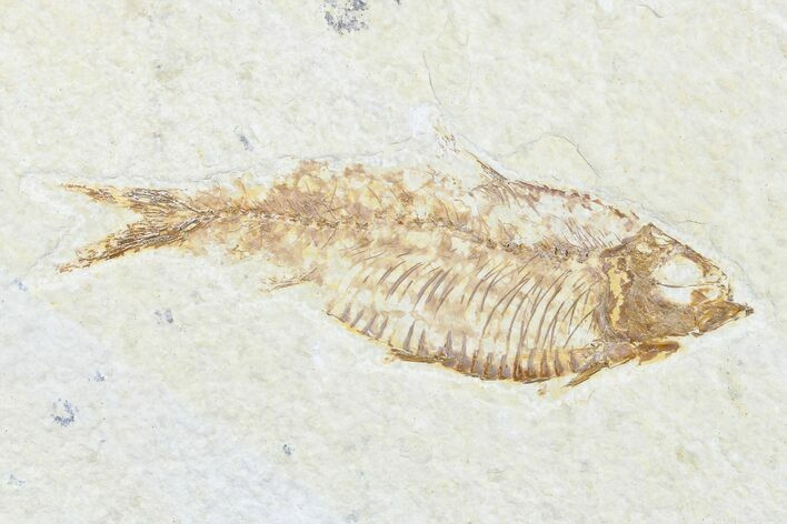fish fossil from wyoming