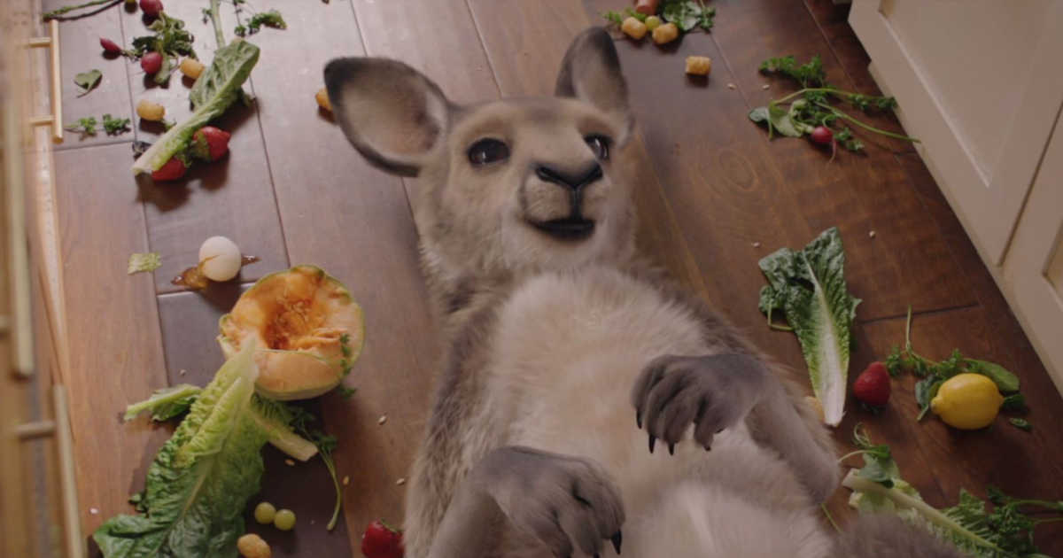 kangaroo on floor surrounded by food