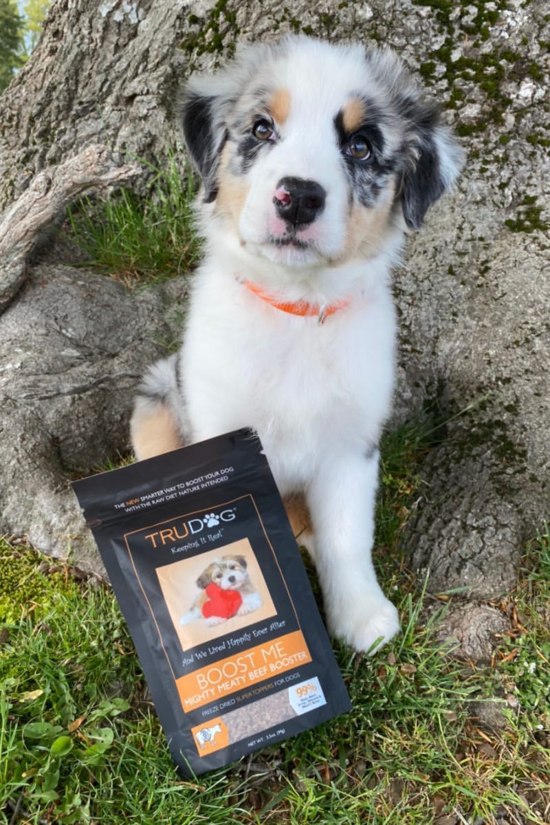 Celebrate RAWgust for dogs by trying out a raw food diet this month, so you can see the benefits of natural raw dog food and treats.