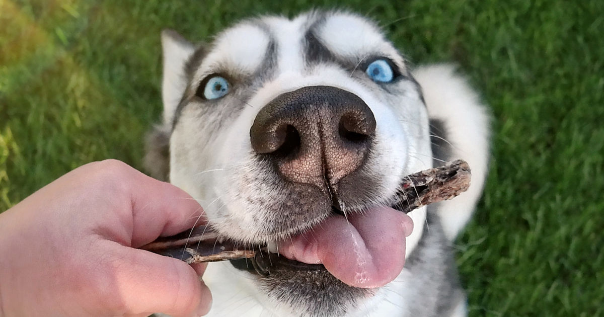 bully stick natural dog treat