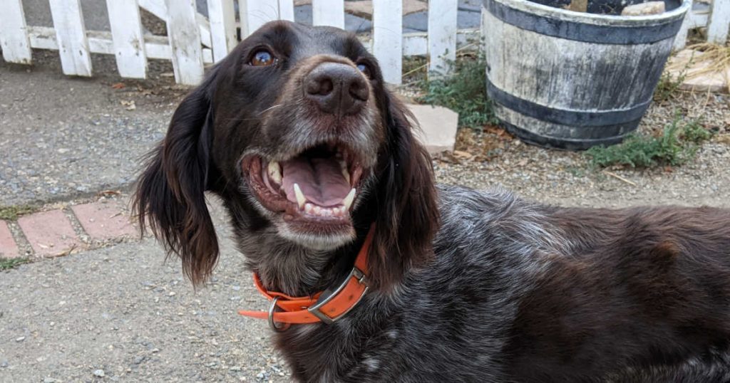 How to Clean Your Dog's Teeth Without Brushing Mama Likes This