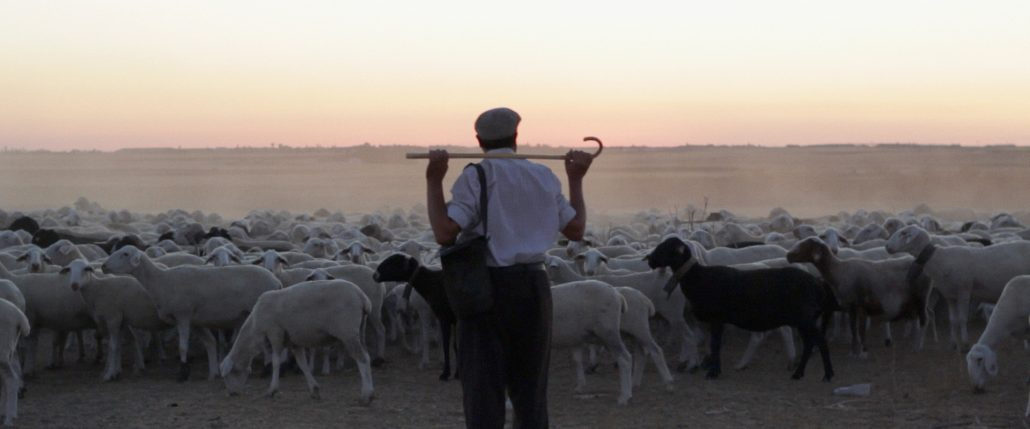 Spanish shepherd with sheep