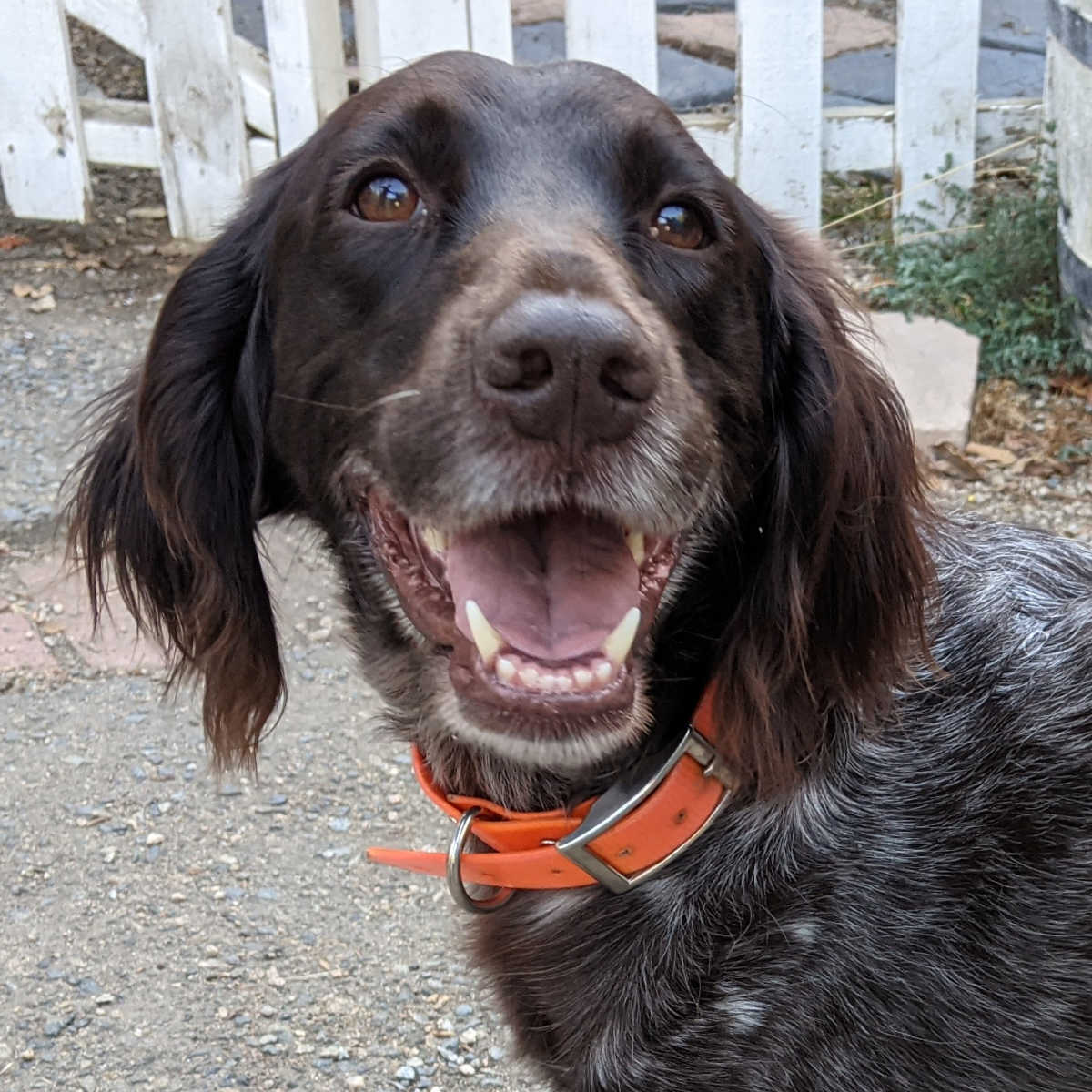 happy dog zelda