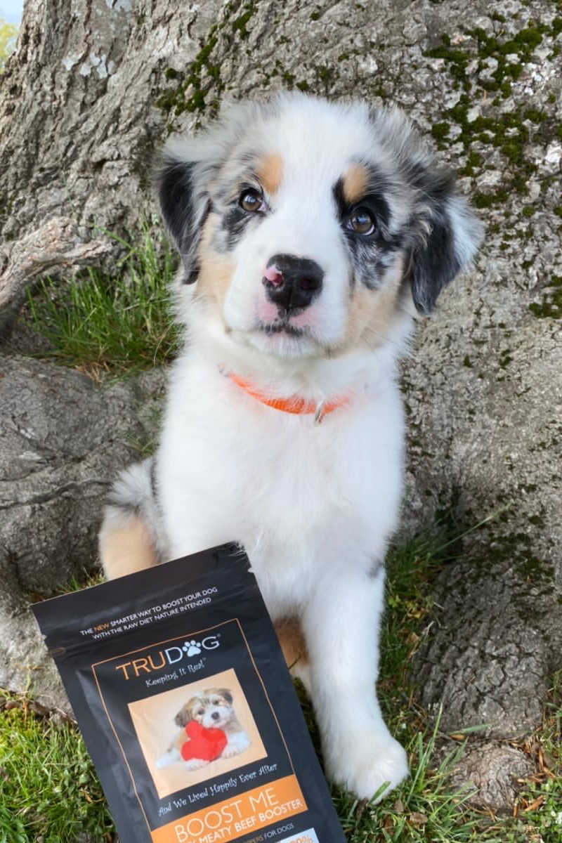All dogs have different nutritional needs to promote good health and your pet deserves the best. Find out the top 11 raw dog food benefits for your canine friend, and learn more about the raw diet today!