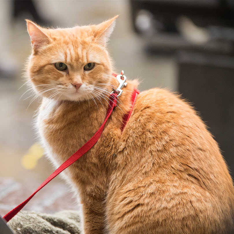 orange cat on a leash