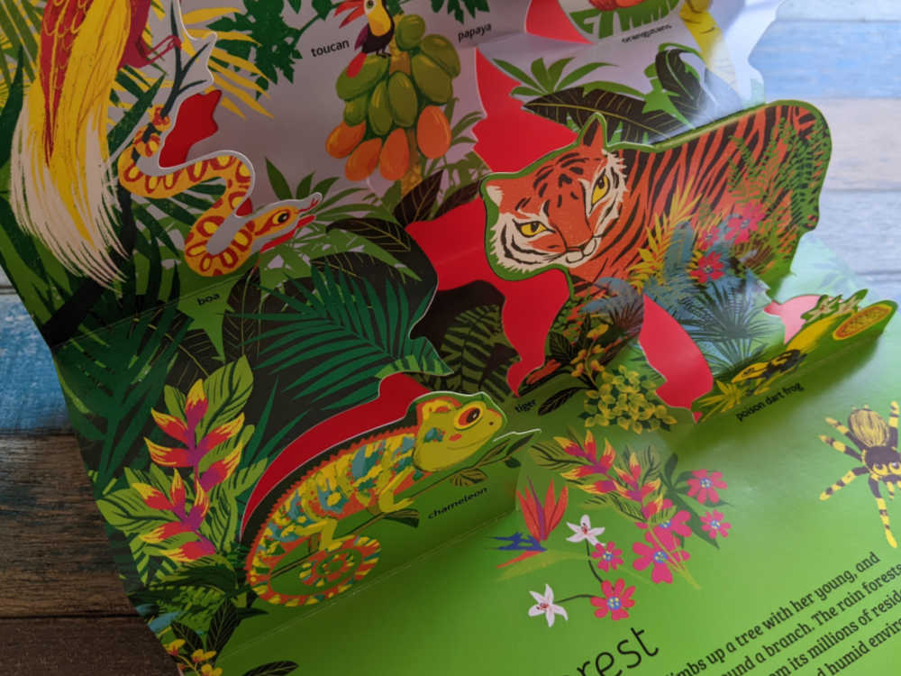 rainforest animals pop up