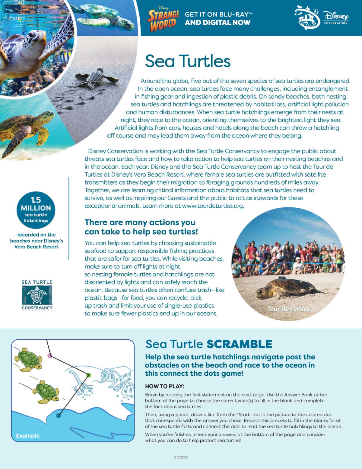 1st sea turtle activity page