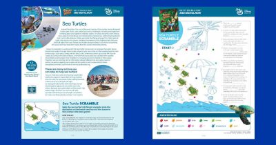 feature printable sea turtle activity pages