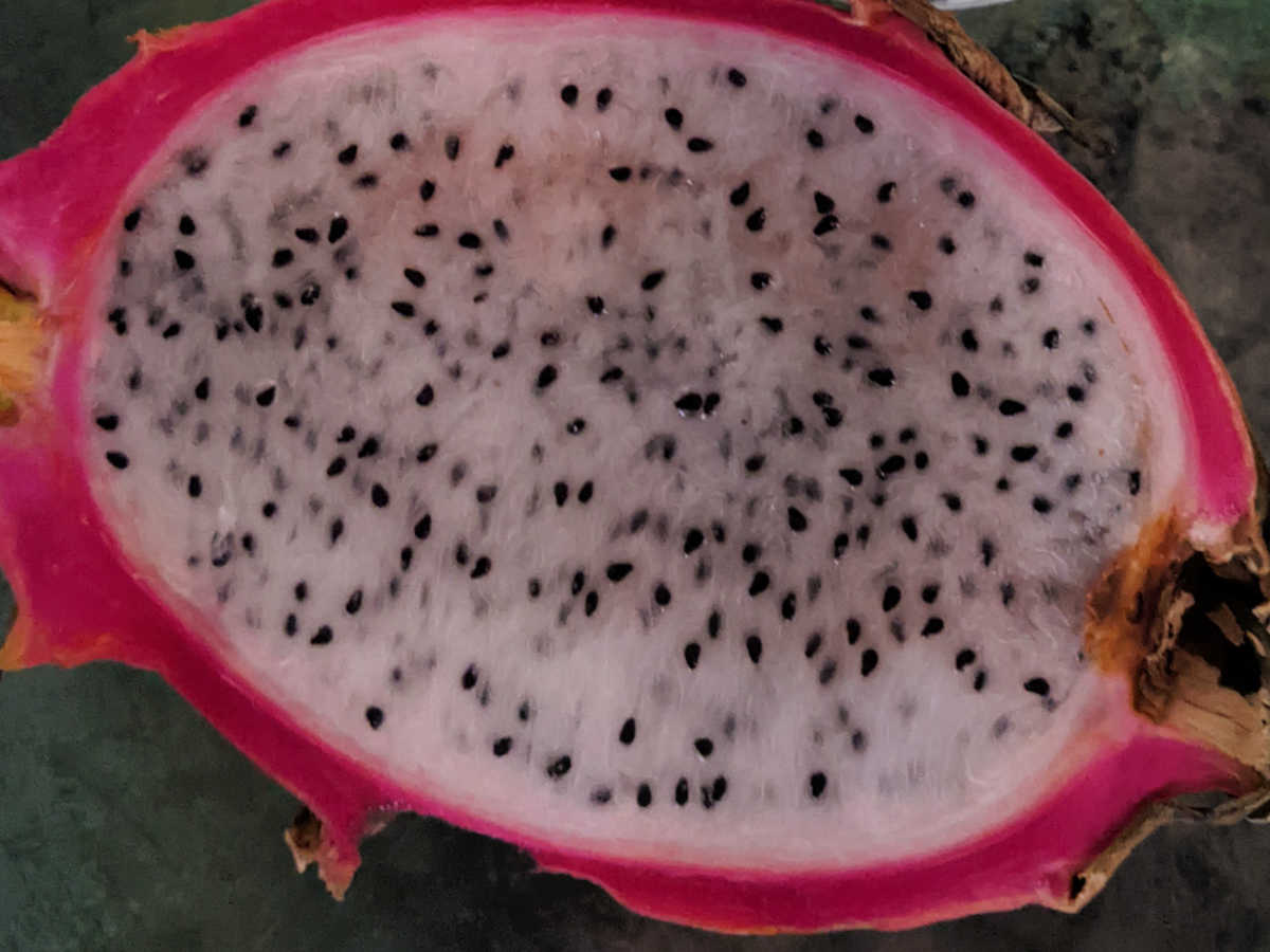 white dragon fruit