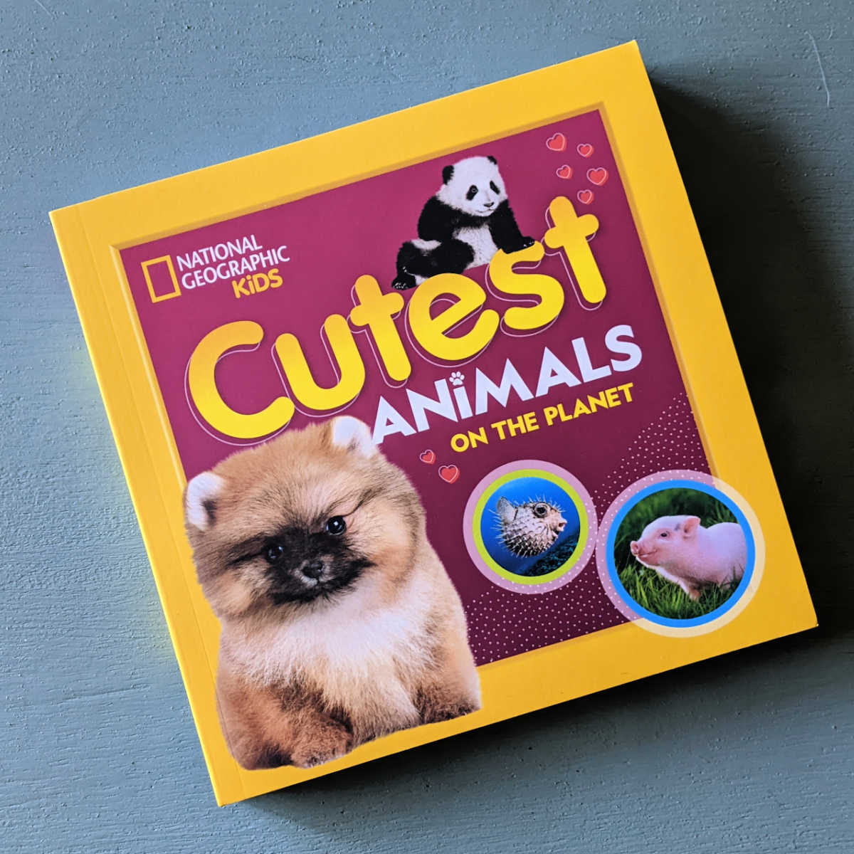 the cutest animals book