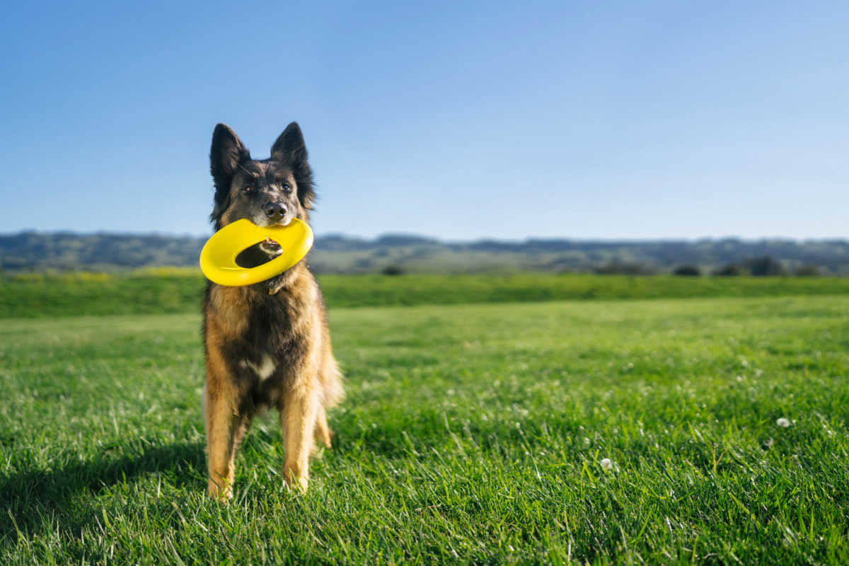 Our big dogs put Earth Rated Dog Toys to the test, and they passed with flying colors! Learn why these durable toys are a must-have for active pups.