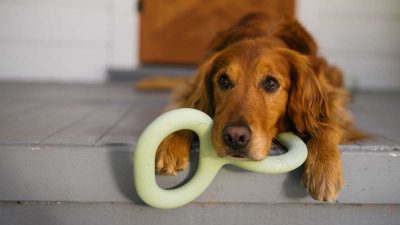 dog with earth rated tug toy