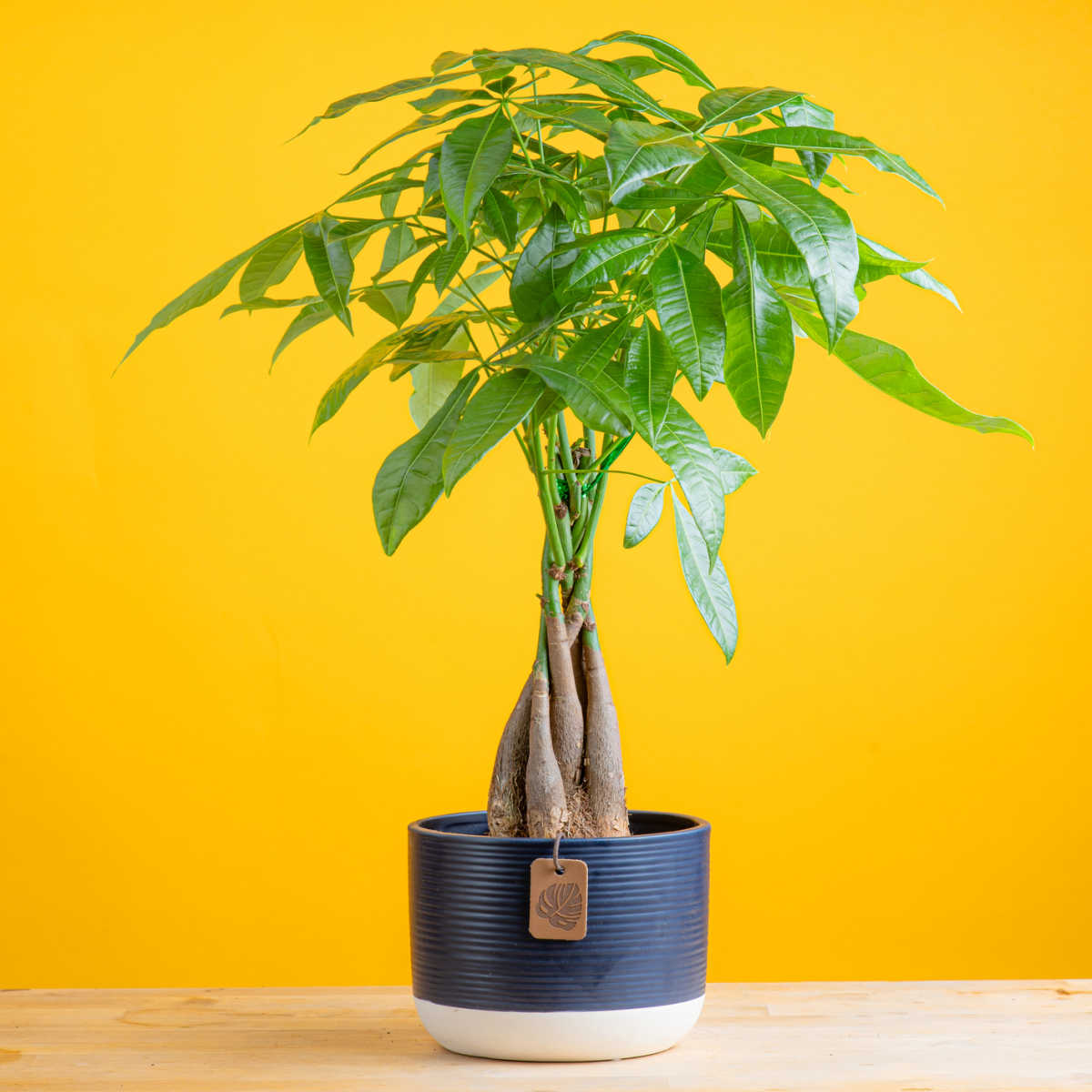 The Costa Farms Money Tree (Pachira aquatica) is a beautiful houseplant that makes an impressive gift. It is a symbol of luck and prosperity that is perfect for the holidays, Lunar New Year, or special occasions.