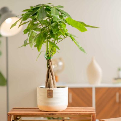 Costa Farms Pachira Money Tree Plant