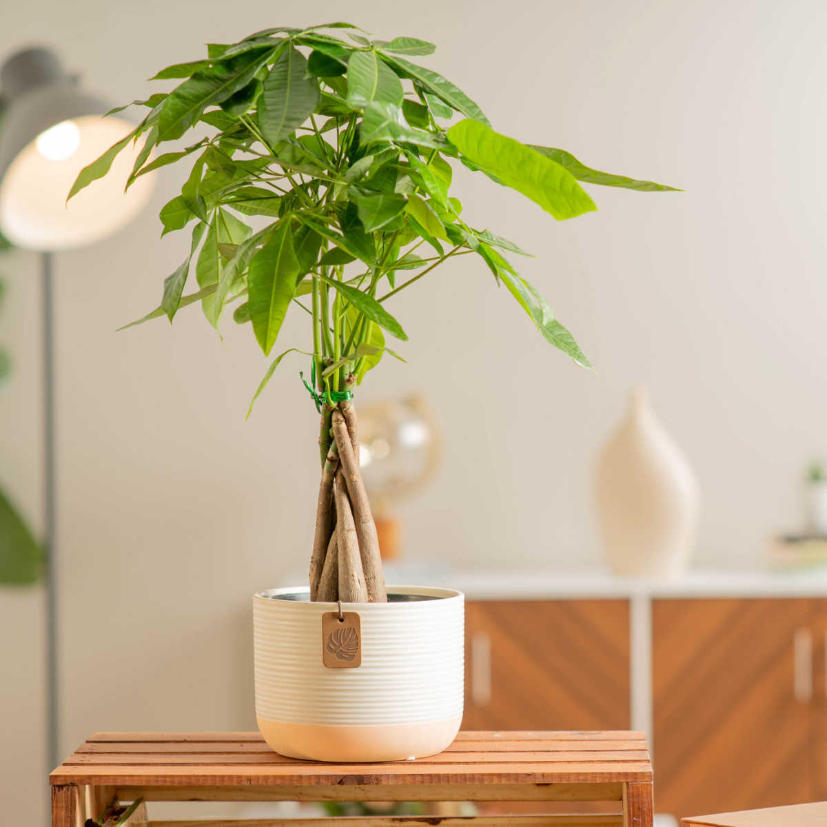 Costa Farms Pachira Money Tree Plant